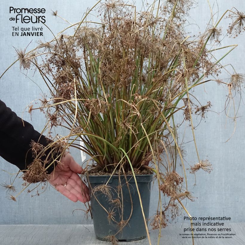 Cyperus papyrus Cleopatra - Papyrus Pot de 3L/4L esemplare consegnato in inverno