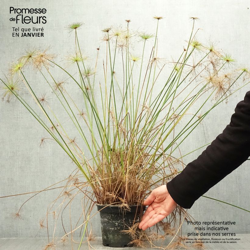 Cyperus prolifer - Papyrus nain Pot de 3L/4L esemplare consegnato in inverno