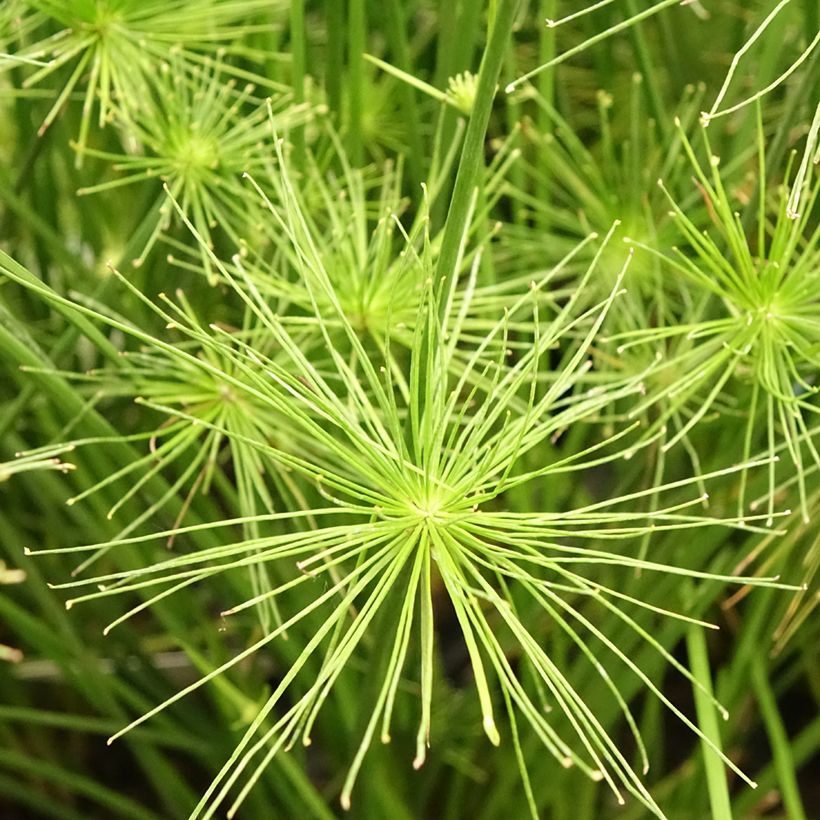 Cyperus prolifer - Papiro (Fioritura)