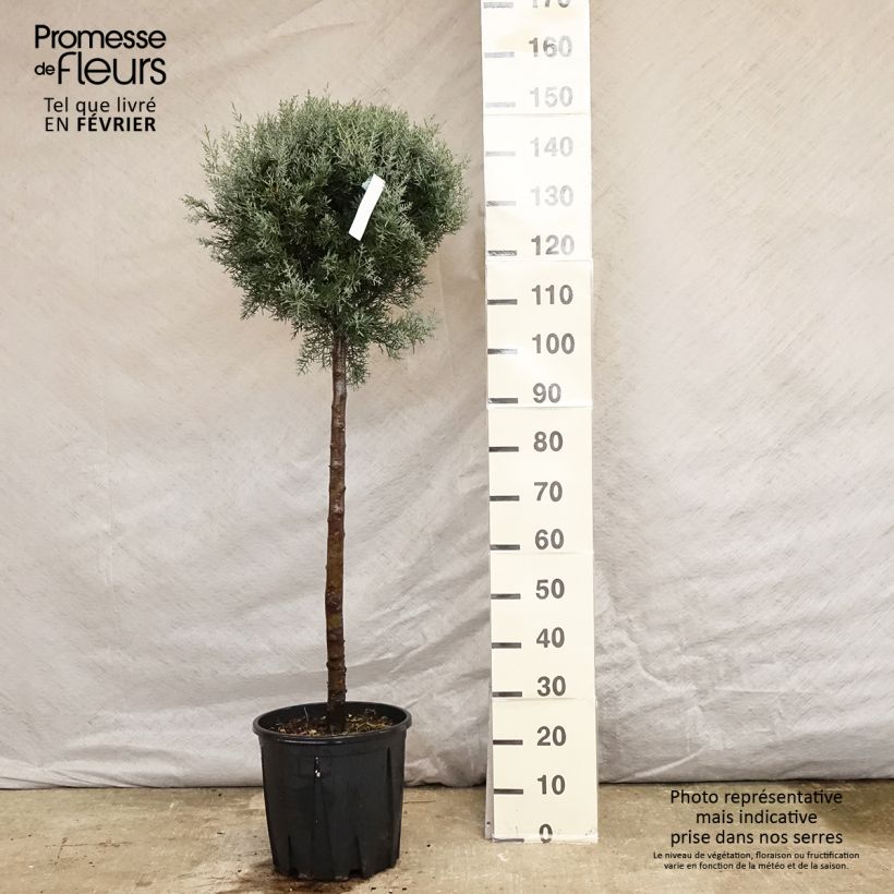 Cyprès de l'Arizona Fastigiata - Cupressus arizonica Pot de 18L/20L esemplare consegnato in inverno