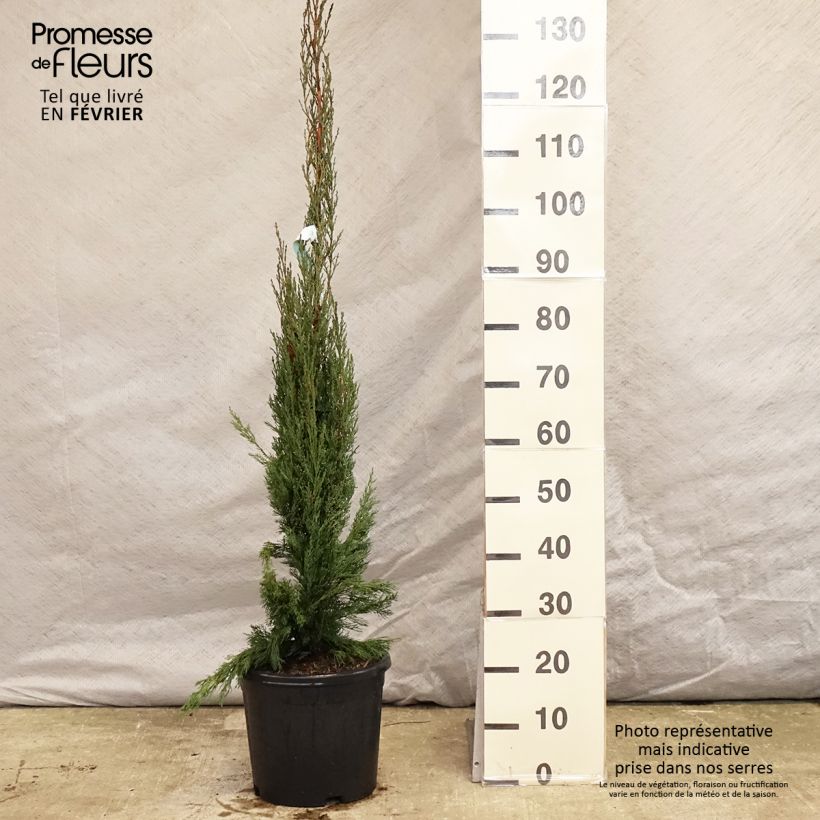 Cyprès de Provence - Cupressus sempervirens Pyramidalis en pot de 6/7 litres esemplare consegnato in inverno