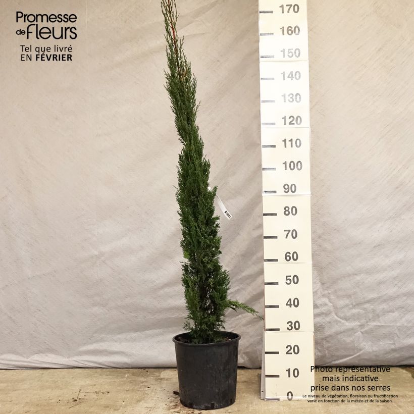 Cyprès de Provence - Cupressus sempervirens Pyramidalis en pot de 15 litres esemplare consegnato in inverno