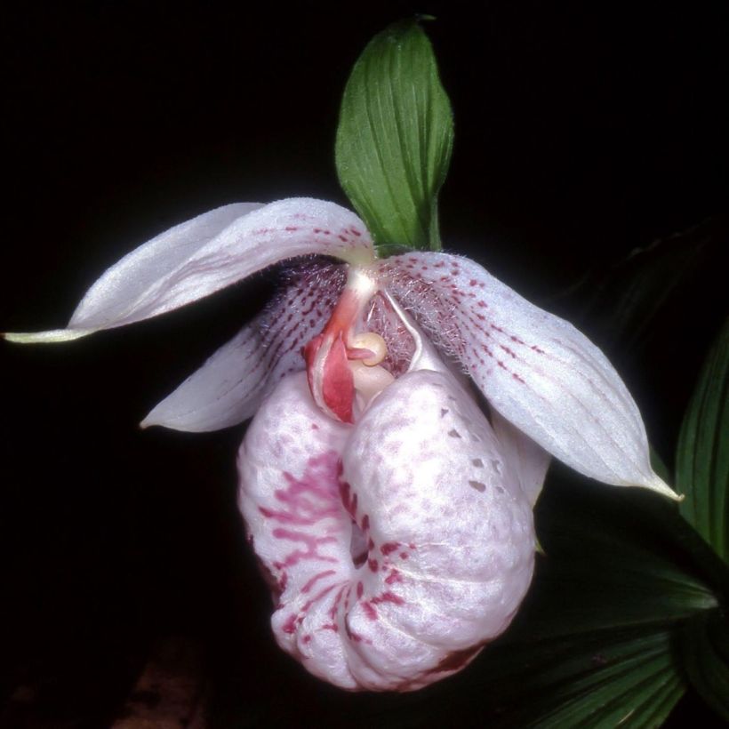 Cypripedium formosanum (Fioritura)