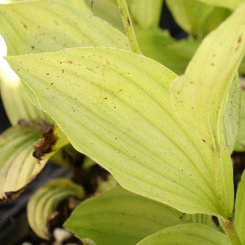 Cypripedium Gisella (Fogliame)