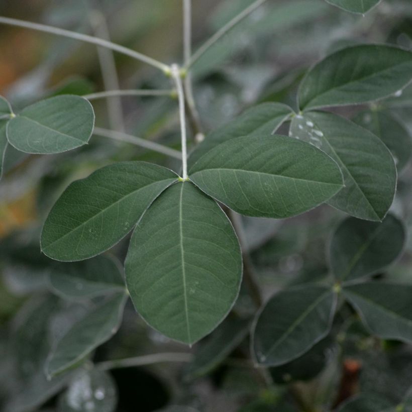 Laburnum anagyroides - Maggiociondolo comune (Fogliame)