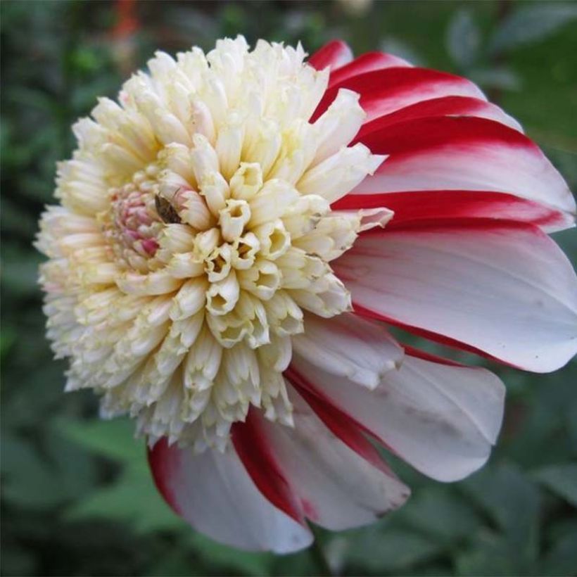 Dalia a fior d'anemone Bon Odori (Fioritura)