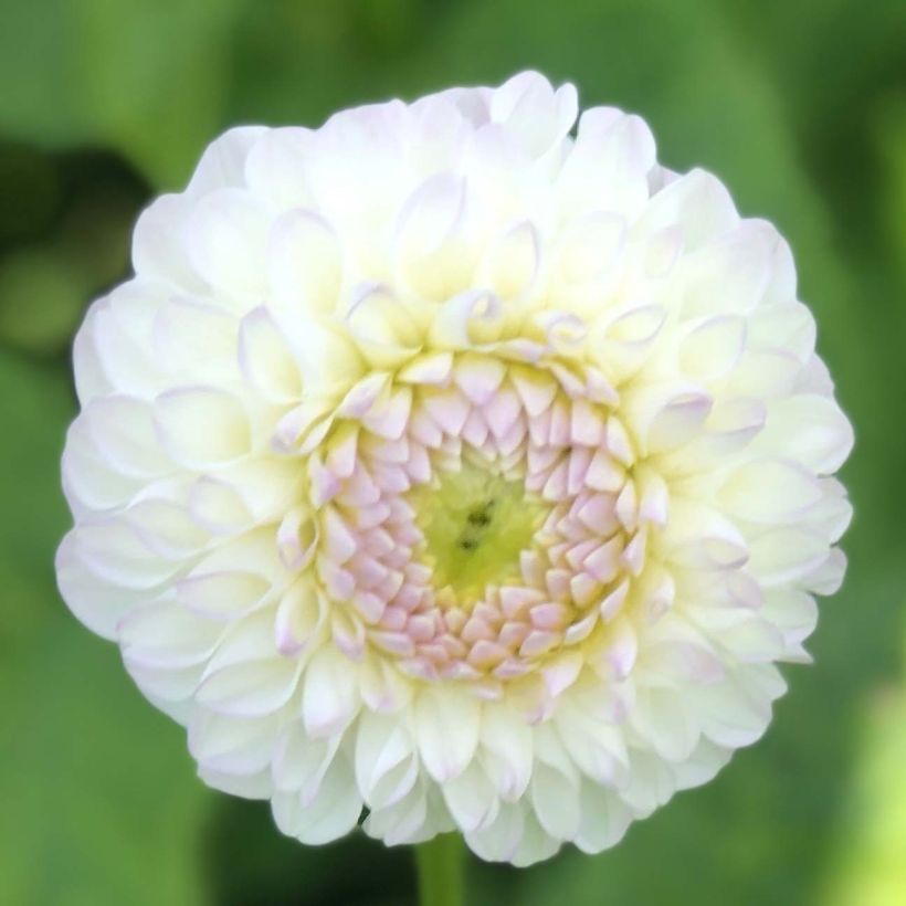 Dalia ball Dahlia Andrea Lawson (Fioritura)