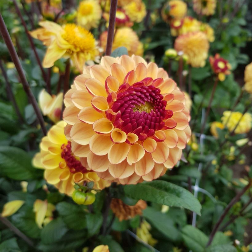 Dalia ball Summer Haze (Fioritura)