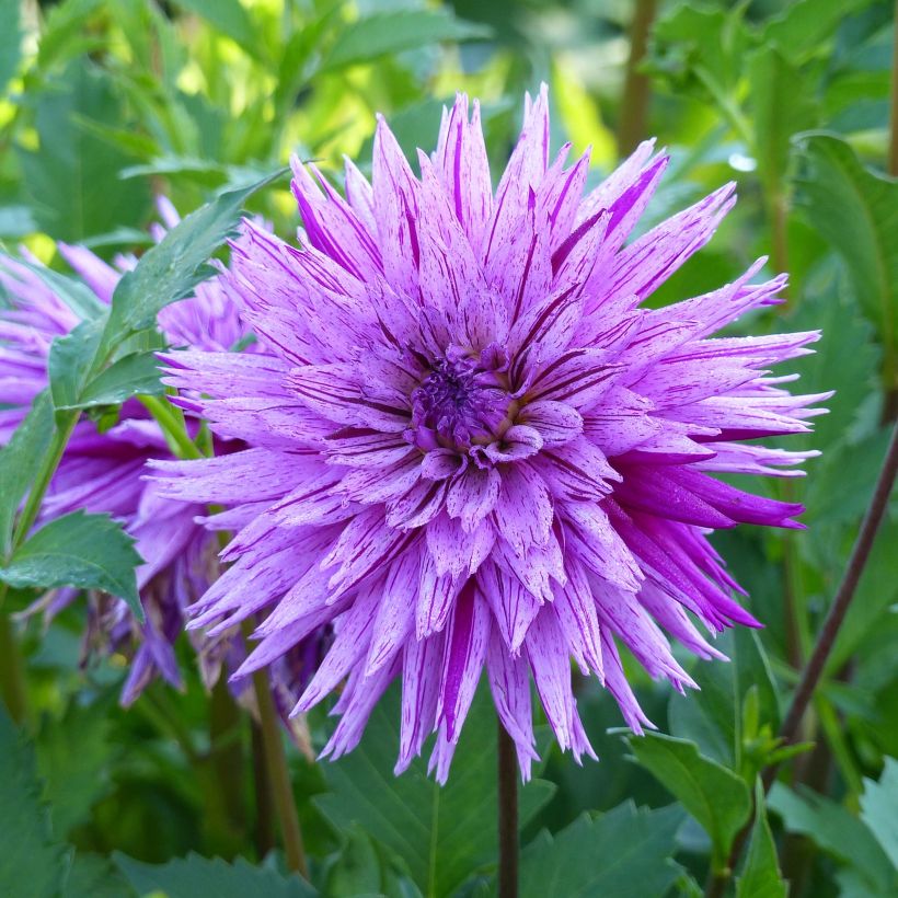 Dalia cactus Striped Ambition (Fioritura)