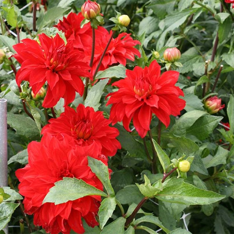 Dalia decorativa Barbarossa (Fioritura)