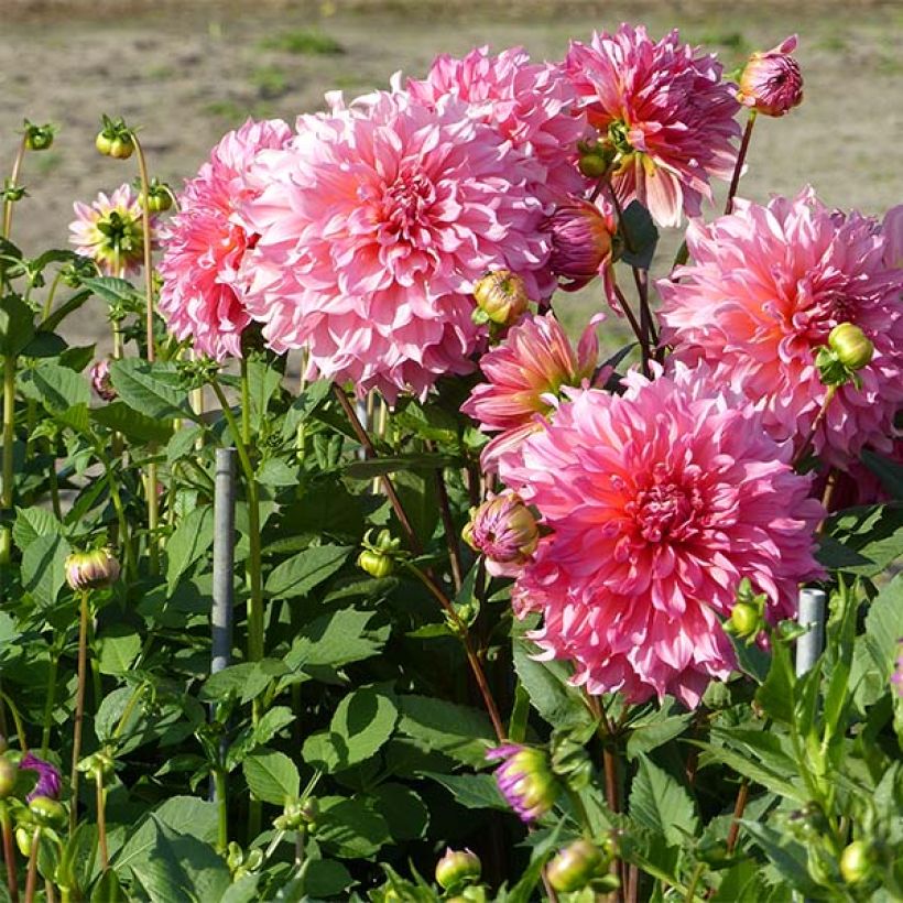 Dalia decorativa Islander (Porto)