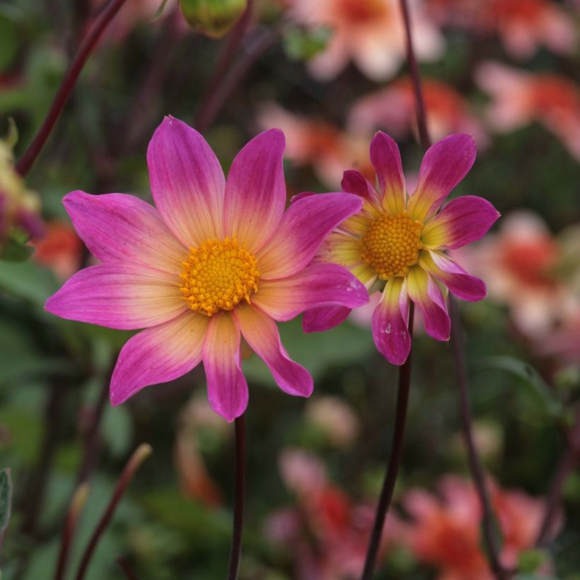 Dalia Bright Eyes (Fioritura)