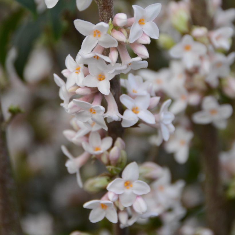 Daphne bholua - Dafne (Fioritura)