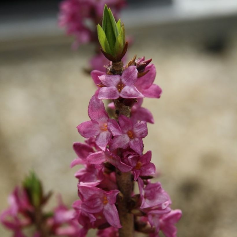 Daphne mezereum var. rubra - Dafne mezereo (Fioritura)