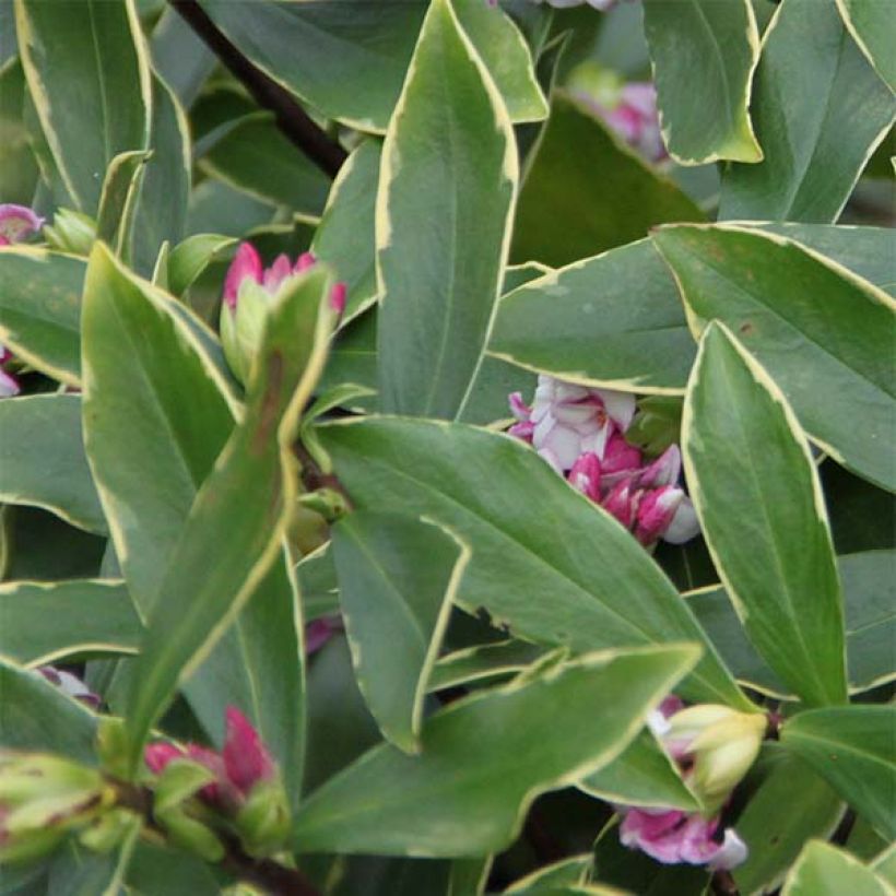 Daphne odora Aureomarginata - Dafne odorosa (Fogliame)