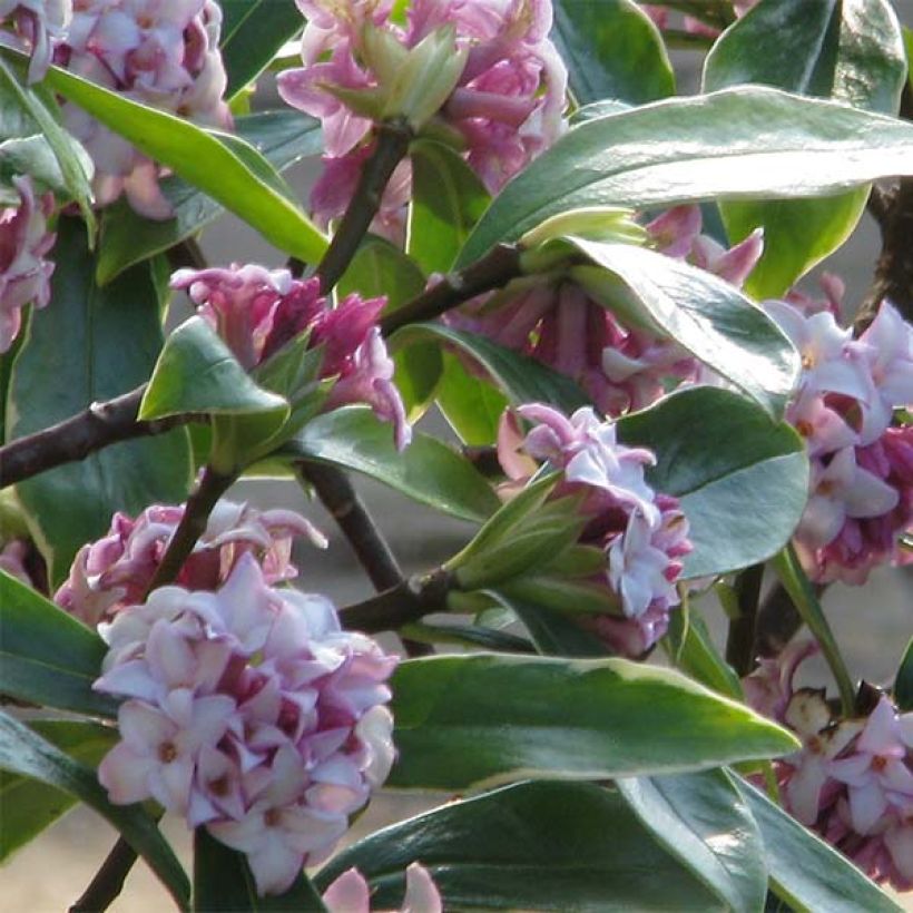 Daphne odora Aureomarginata - Dafne odorosa (Fioritura)