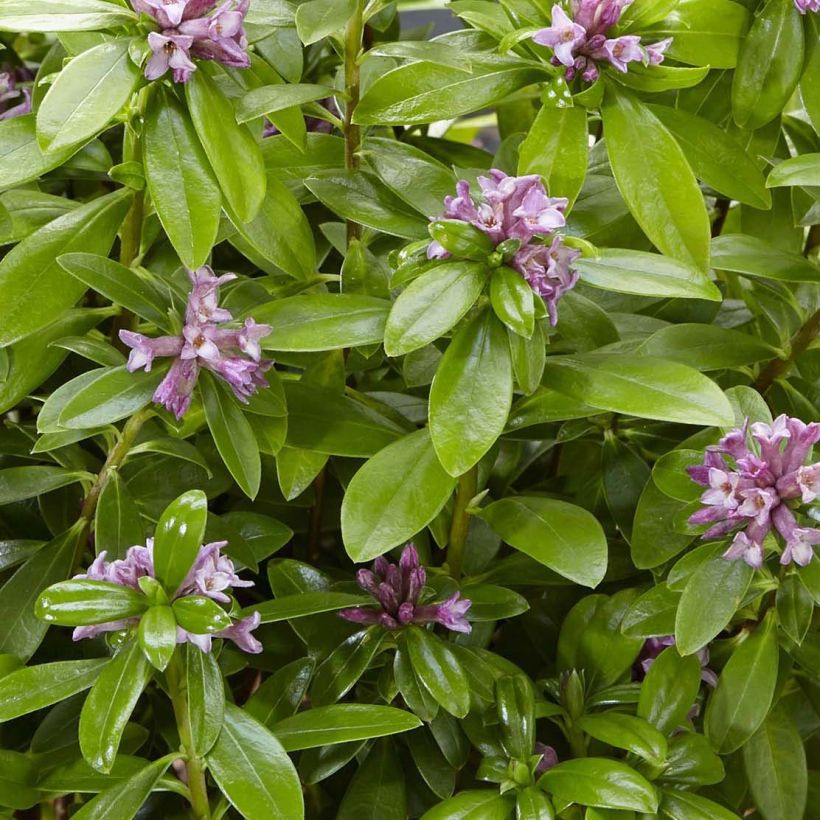 Daphne odora Sweet Amethyst - Dafne odorosa (Fogliame)