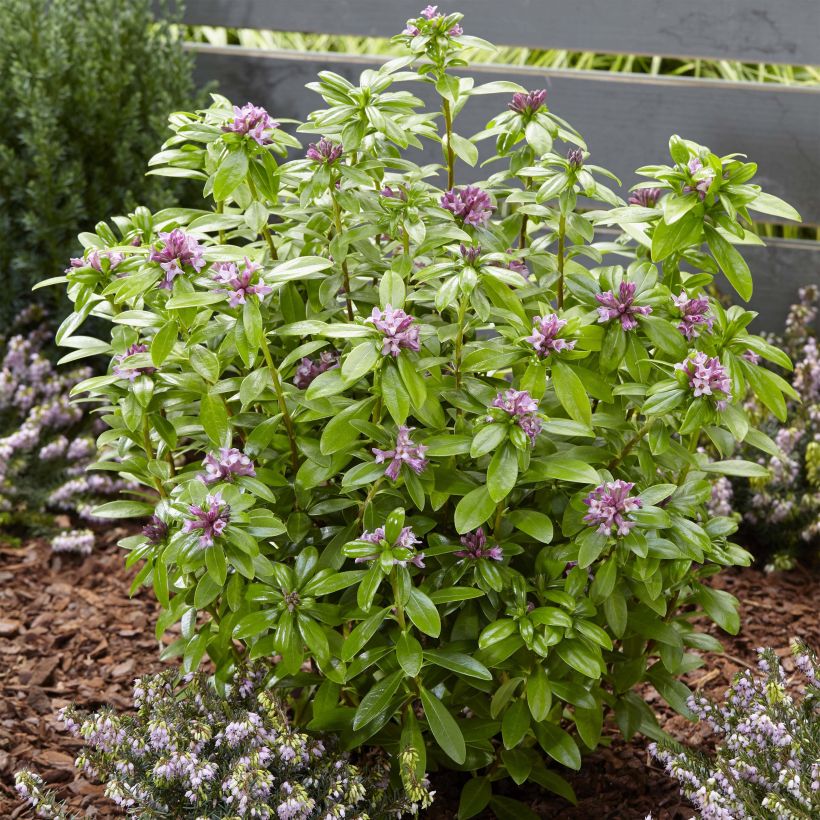 Daphne odora Sweet Amethyst - Dafne odorosa (Porto)