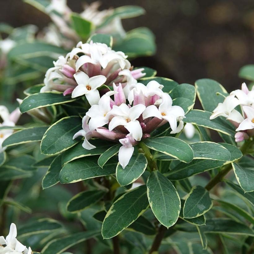 Daphne transatlantica Summer Ice - Dafne (Fioritura)