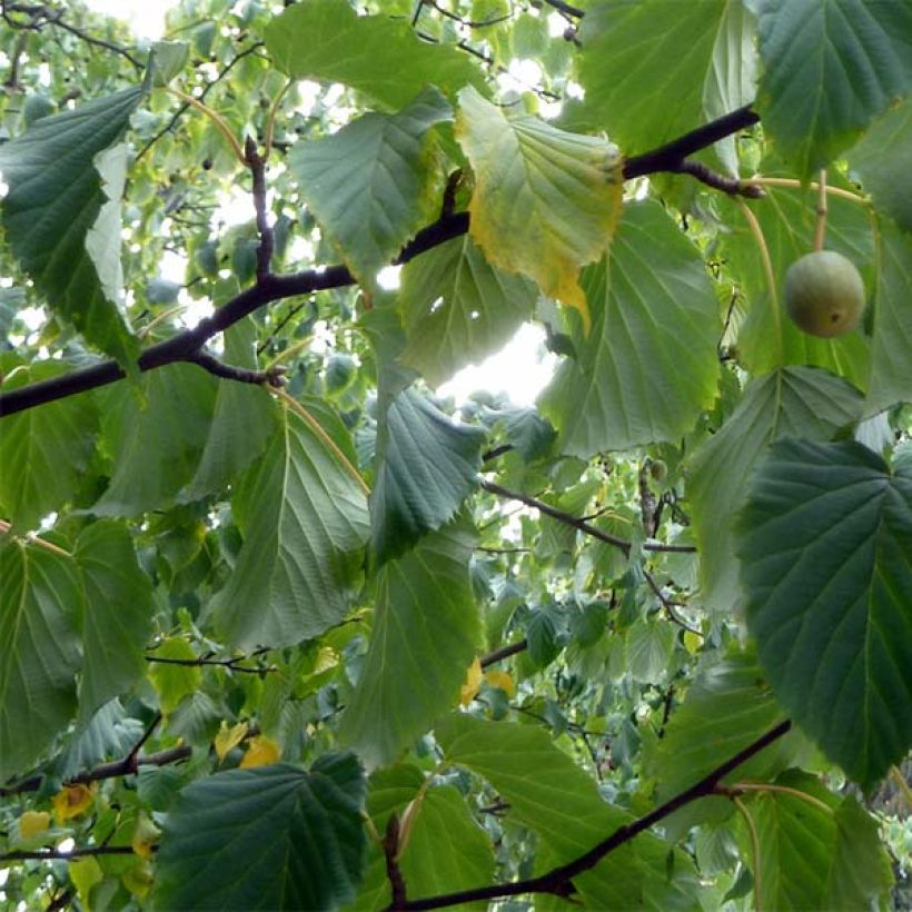 Davidia involucrata var. vilmoriniana - Albero dei fazzoletti (Fogliame)