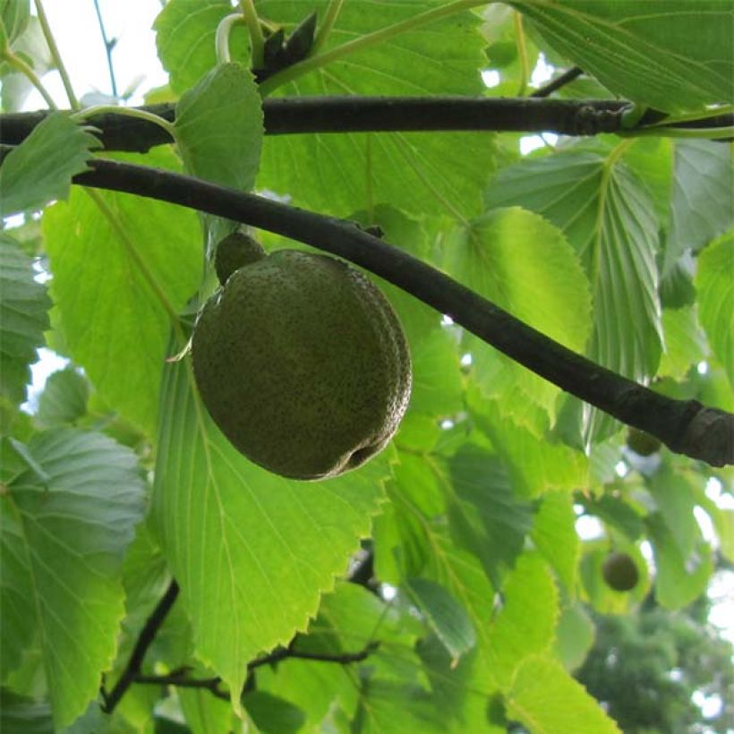 Davidia involucrata var. vilmoriniana - Albero dei fazzoletti (Raccolta)