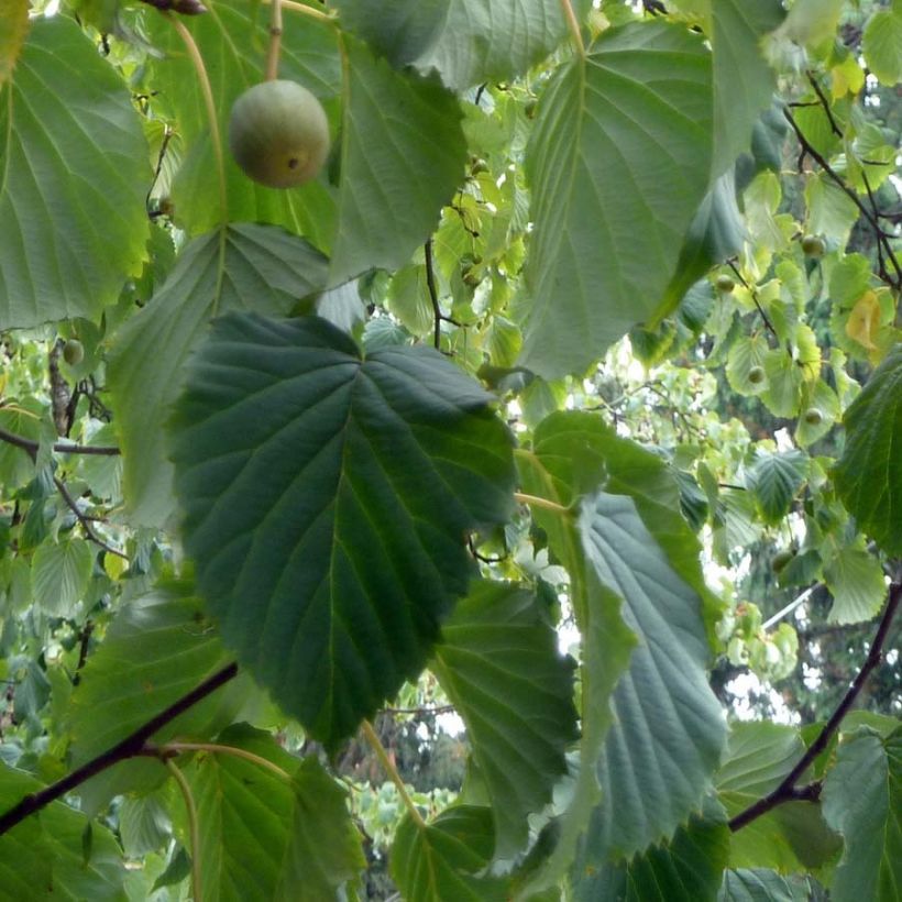 Davidia involucrata - Albero dei fazzoletti (Fogliame)