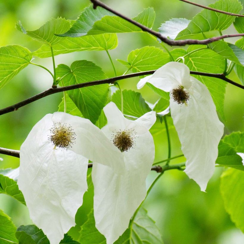 Davidia involucrata - Albero dei fazzoletti (Fioritura)