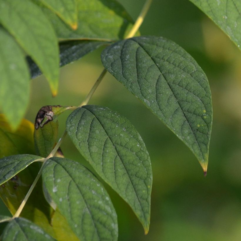 Decaisnea fargesii - Pianta dalle dita blu (Fogliame)