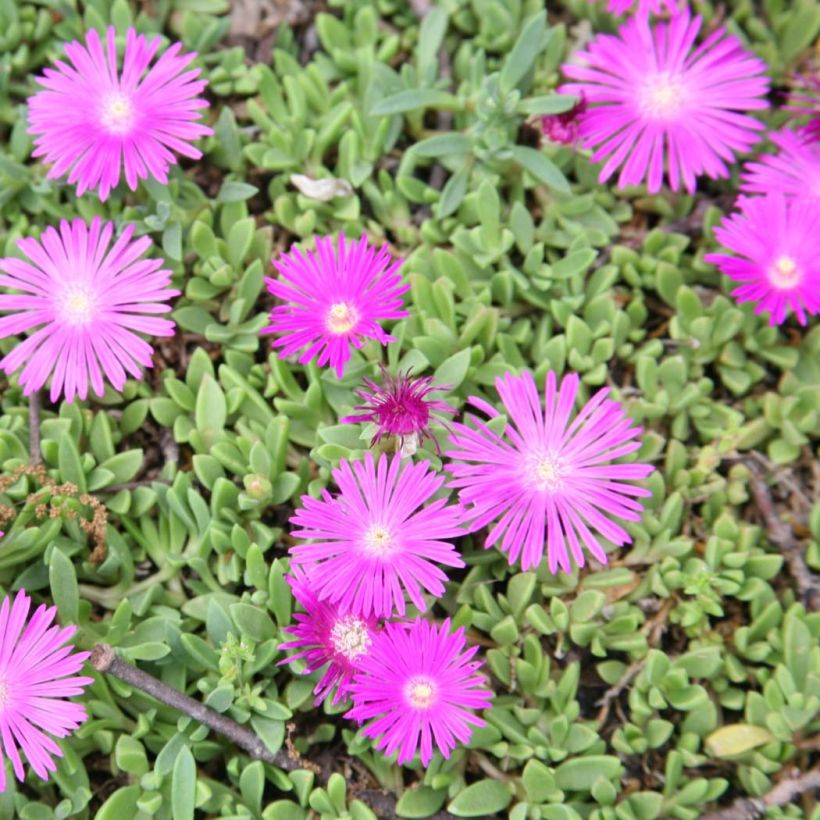 Delosperma cooperi Table Mountain (Fioritura)