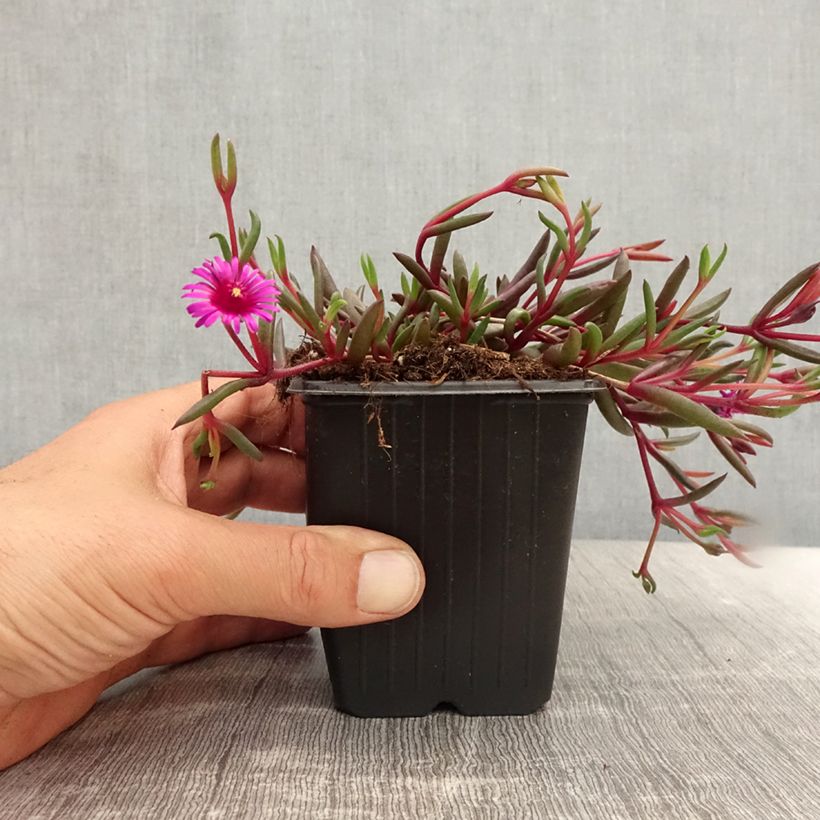 Esemplare di Delosperma Desert Dancers Purple - Godet de 8/9 cm consegnato in estate