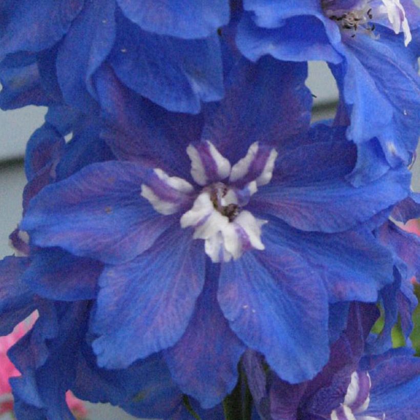 Delphinium Pacific-hybrid Blue Biird - Speronella (Fioritura)