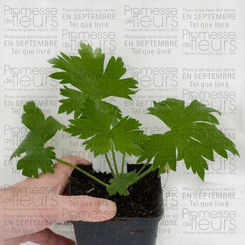 Esempio di esemplare Delphinium Pacific Guinerve - Pied d'Alouette vivace Godet 7/8cm come consegnato