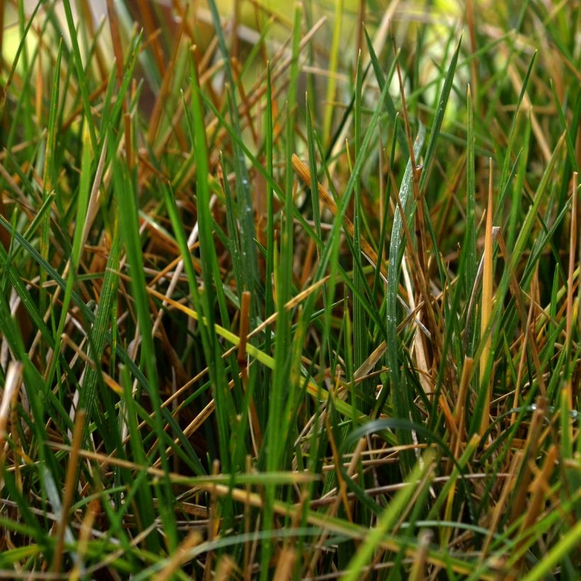 Deschampsia caespitosa (Fogliame)