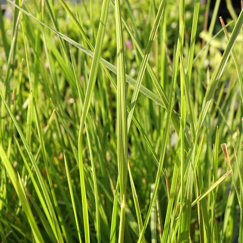 Deschampsia caespitosa Pixie Fountain (Fogliame)