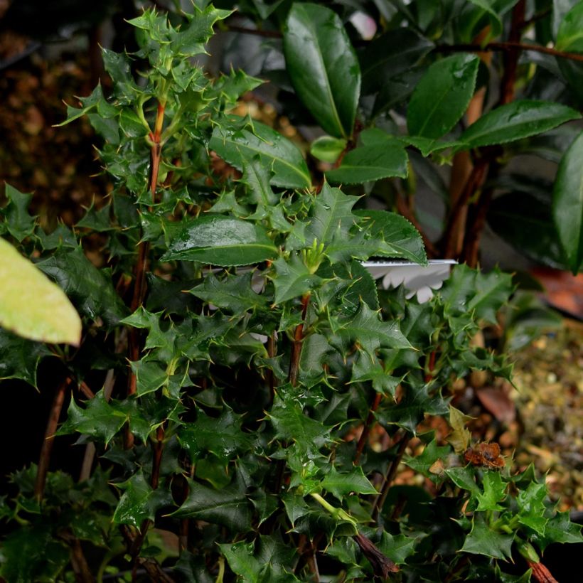 Desfontainia spinosa (Fogliame)