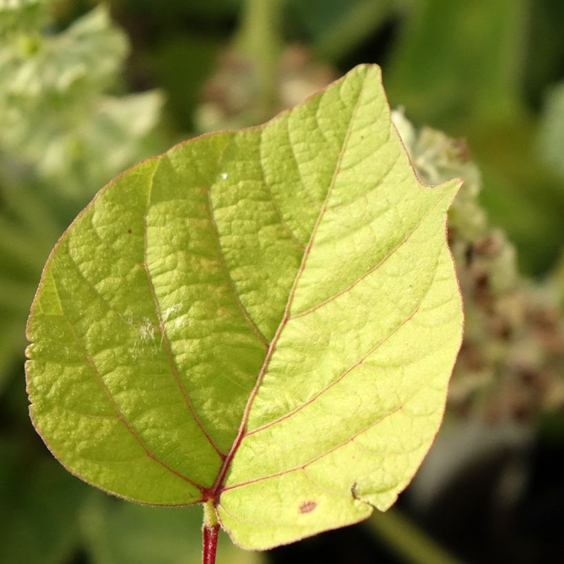 Desmodium nudiflorum (Fogliame)