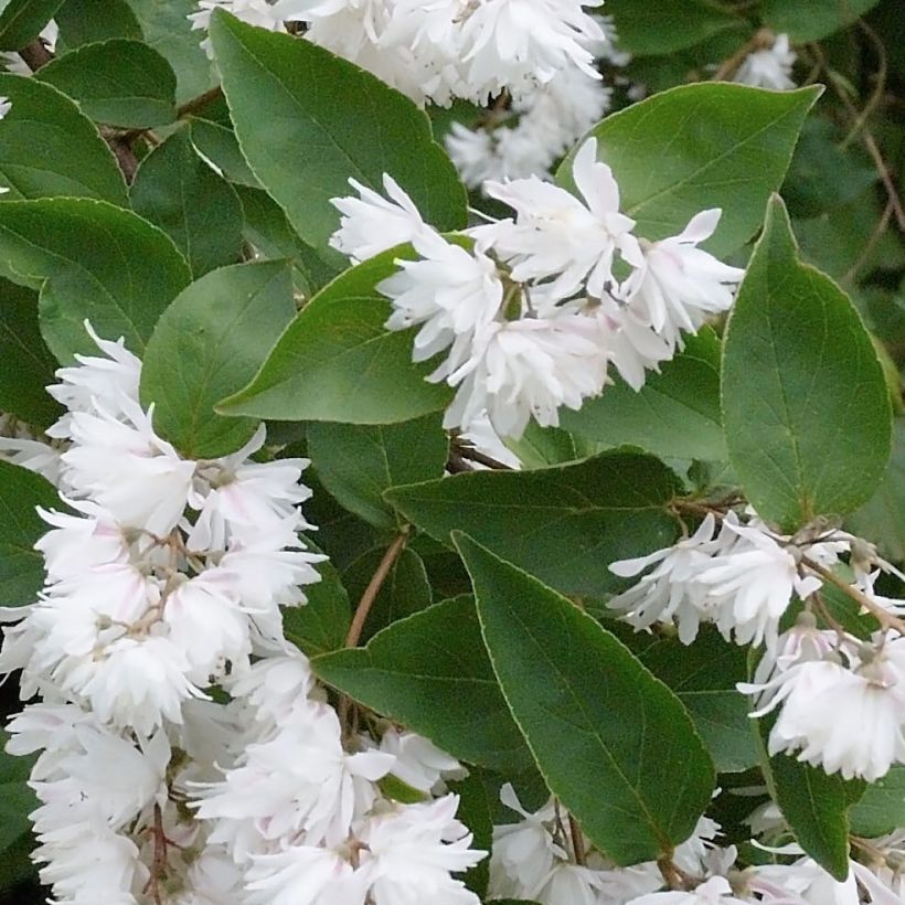 Deutzia crenata Pride of Rochester (Fogliame)