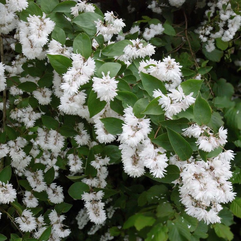 Deutzia crenata Pride of Rochester (Fioritura)