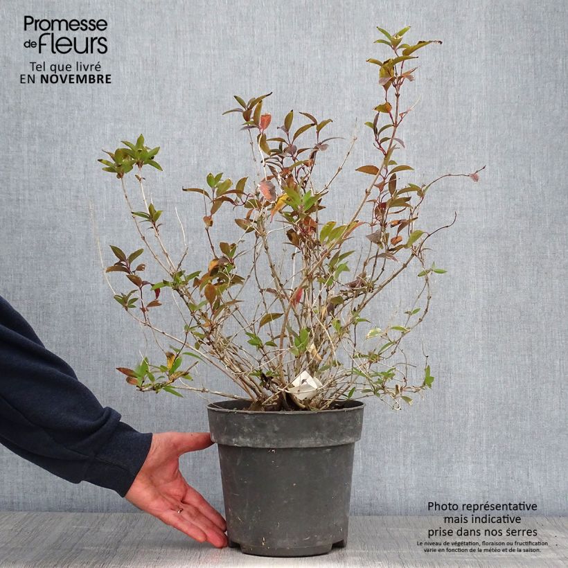 Esemplare di Deutzia gracilis - Deutzie Pot de 4L/5L come consegnato in autunno