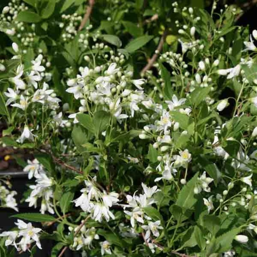 Deutzia gracilis Nikko (Fioritura)