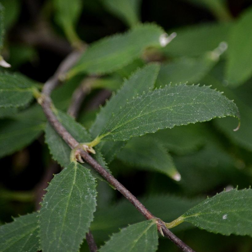 Deutzia gracilis Nikko (Fogliame)