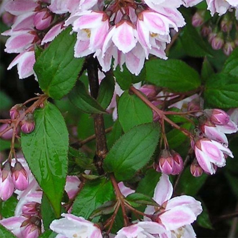 Deutzia purpurascens Kalmiiflora (Fogliame)