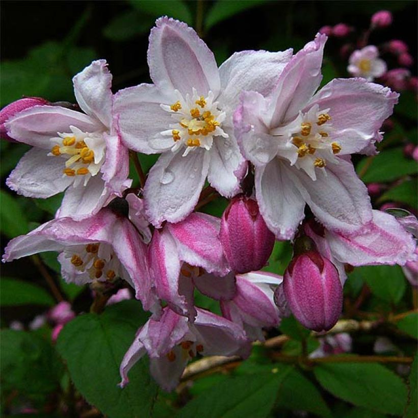 Deutzia purpurascens Kalmiiflora (Fioritura)