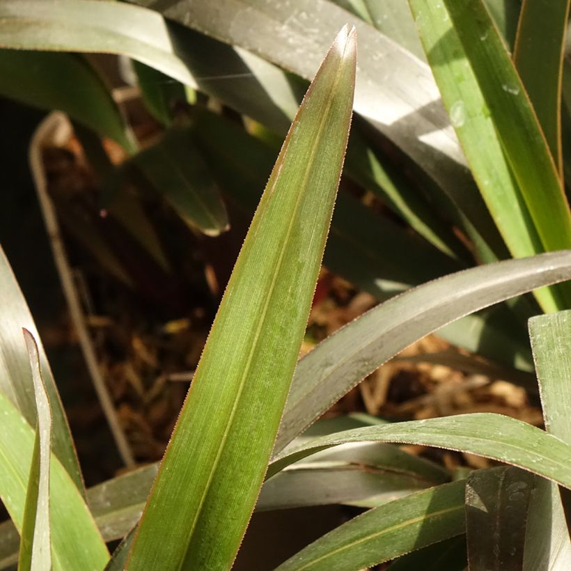 Dianella tasmanica Blaze (Fogliame)