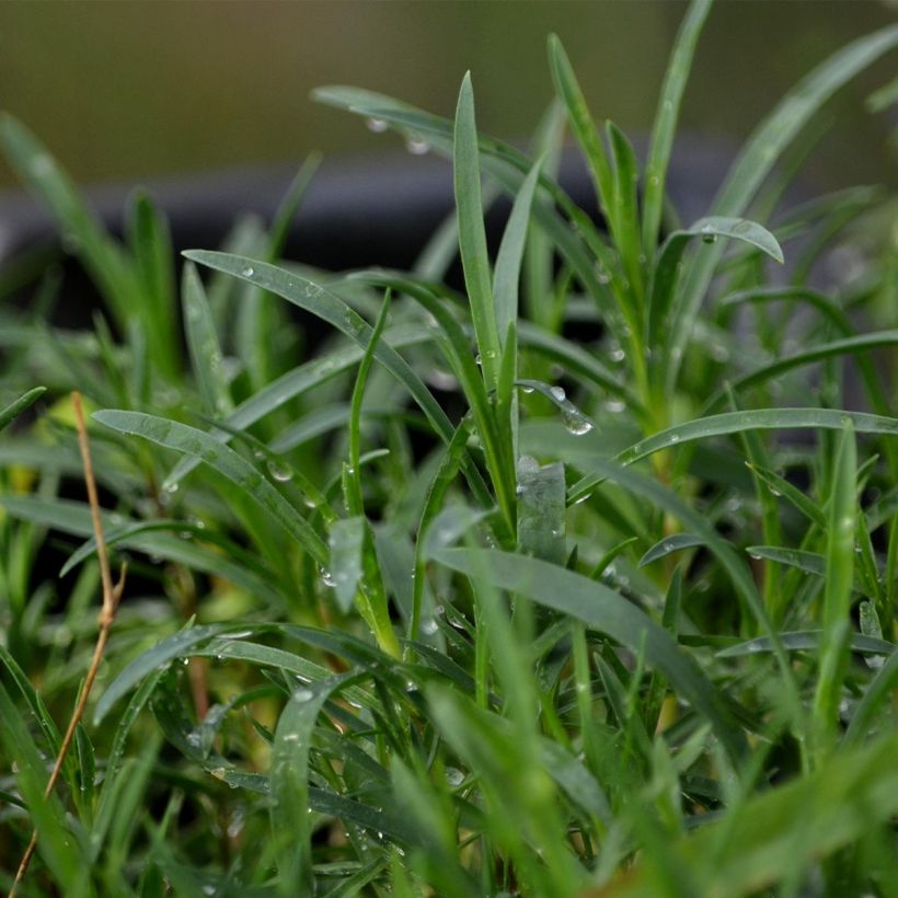 Dianthus arenarius - Garofano delle sabbie (Fogliame)