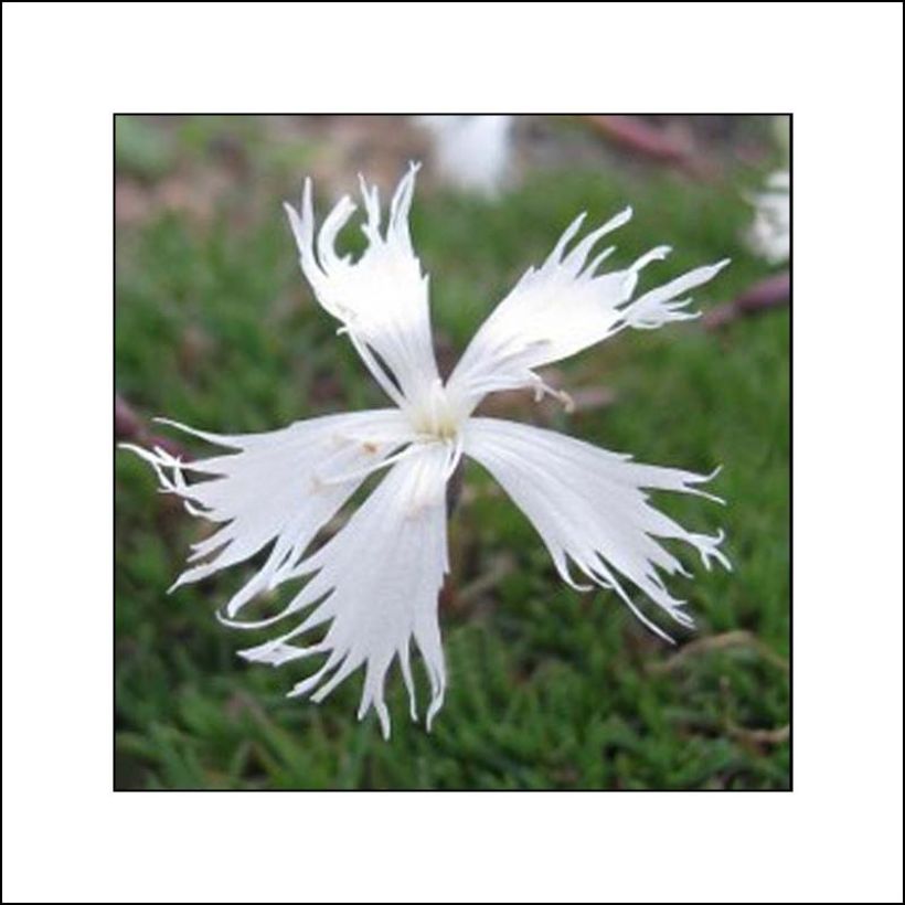 Dianthus squarrosa Berlin Snow - Garofano (Fioritura)