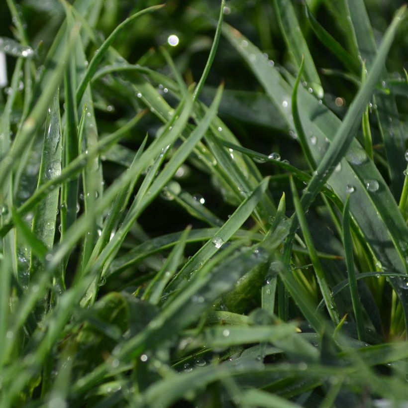 Dianthus carthusianorum - Garofanino dei Certosini (Fogliame)