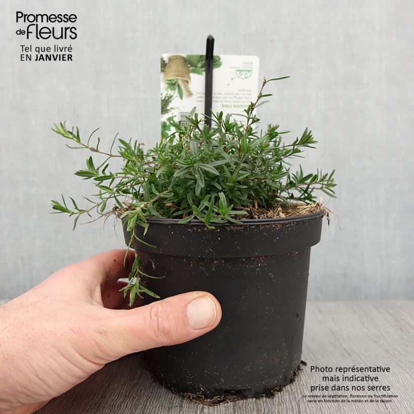 Dianthus deltoides - Oeillet à delta Pot de 1,5L/2L esemplare consegnato in inverno