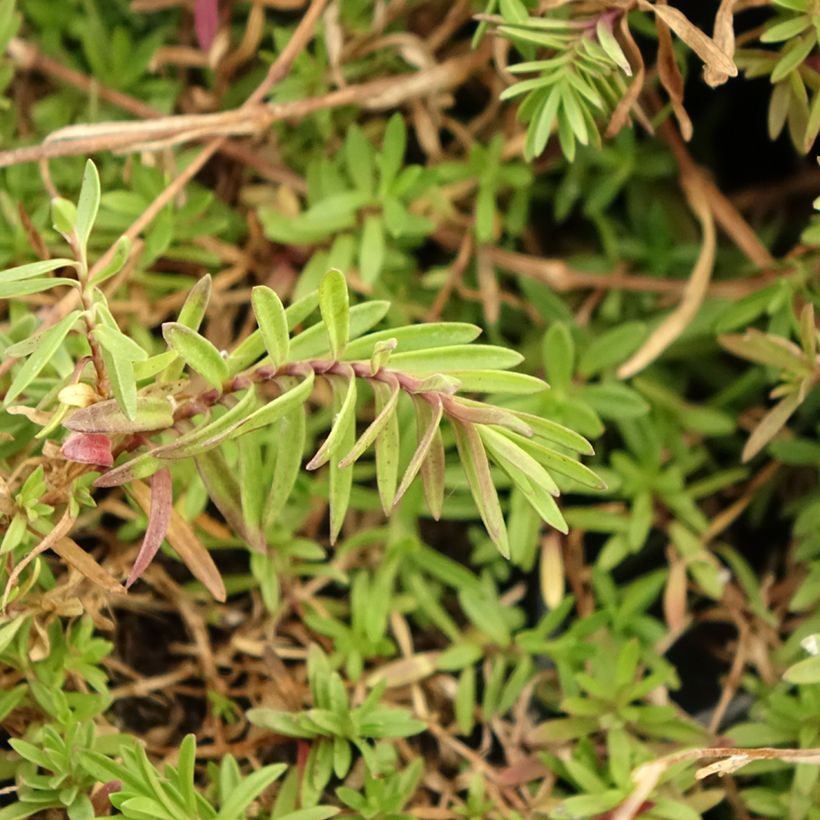 Dianthus deltoides - Garofanino minore (Fogliame)