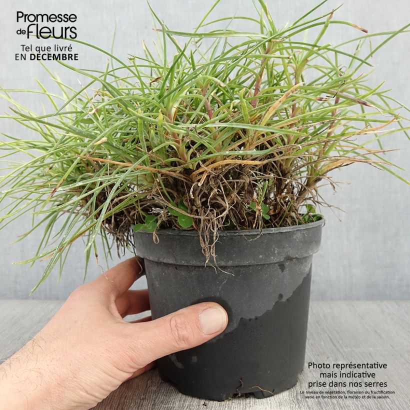 Esemplare di Dianthus plumarius Cranmere Pool - Oeillet mignardise Pot de 2L/3L come consegnato in autunno